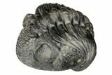 Multi-Toned, Enrolled Drotops Trilobite - About Around #190483-1